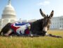 Is There Any Hope For Democrats?